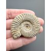 Ammonit 4,2cm – Poitiers, Frankreich
