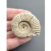 Ammonit 3,9cm – Poitiers, Frankreich