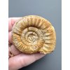 Ammonite  Perisphinctes 5,3cm – Oiron, West France