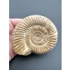 Ammonite Divisosphinctes sp. 7,8cm – Madagascar