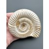 Ammonite Divisosphinctes sp. 7,8cm – Madagascar