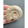 Ammonite Divisosphinctes sp. 5,4cm – Madagascar