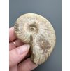 Ammonite Cleoniceras 7,4cm – Madagascar