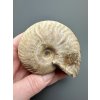 Ammonite Cleoniceras 7,4cm – Madagascar