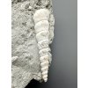 Fossile Schnecke Turitella – Weinsteig, Niederösterreich