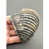 Fossil bivalve Trigonia 6,9cm – Winnberg by Sengenthal, Bavaria, Germany