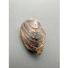 Muschel Pseudoanodonta – Doly Bilina, CZ