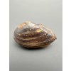 Mussel Pseudoanodonta – Doly Bilina, CZ