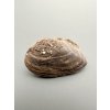 Mussel Pseudoanodonta – Doly Bilina, CZ
