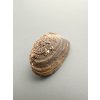 Mussel Pseudoanodonta – Doly Bilina, CZ