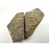 Trilobit Ctenocephalus coronatus – Skryje, ČR