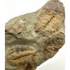 Trilobit Acadolenus snajdri – Rejkovice, CZ