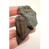 Trilobite Ellipsocephalus hoffi – Jince, CZ