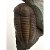 Trilobit Ellipsocephalus hoffi – Jince, CZ