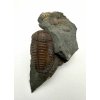 Trilobite Ellipsocephalus hoffi – Jince, CZ
