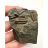 Trilobit Ellipsocephalus hoffi – Jince, ČR