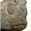 Trilobit Ellipsocephalus hoffi – Jince, ČR