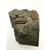 Trilobit Ellipsocephalus hoffi – Jince, ČR