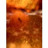 Insects in young amber (copal) – Santander, Colombia
