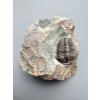 Trilobit Conocoryphe sulzeri – Jince, CZ