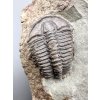 Trilobit Conocoryphe sulzeri – Jince, ČR