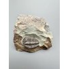 Trilobite Conocoryphe sulzeri – Jince, CZ