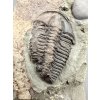 Trilobite Conocoryphe sulzeri – Jince, CZ