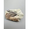 Trilobit Conocoryphe sulzeri – Jince, CZ