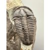 Trilobite Conocoryphe sulzeri – Jince, CZ