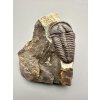 Trilobit Conocoryphe sulzeri – Jince, ČR
