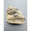 Trilobite Ellipsocephalus hoffi – Jince, CZ
