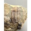 Trilobit Ellipsocephalus hoffi – Jince, ČR