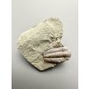 Trilobite Ellipsocephalus hoffi – Jince, CZ
