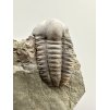 Trilobite Ellipsocephalus hoffi – Jince, CZ