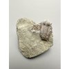 Trilobite Ellipsocephalus hoffi – Jince, CZ