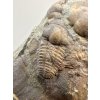 Trilobit Ellipsocephalus hoffi – Jince, ČR