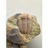 Trilobit Ellipsocephalus hoffi – Jince, CZ