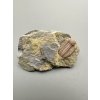 Trilobite Ellipsocephalus hoffi – Jince, CZ