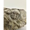 Trilobit Ellipsocephalus hoffi – Jince, ČR