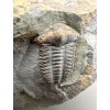 Trilobit Ellipsocephalus hoffi – Jince, CZ