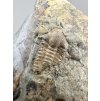 Trilobit Ellipsocephalus hoffi – Jince, ČR