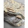 Trilobit Ellipsocephalus hoffi – Jince, CZ