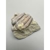 Trilobit Ellipsocephalus hoffi – Jince, ČR