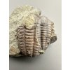 Trilobite Ellipsocephalus hoffi – Jince, CZ