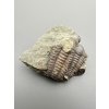 Trilobit Ellipsocephalus hoffi – Jince, ČR