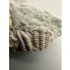 Trilobite Ellipsocephalus hoffi – Jince, CZ
