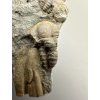 Trilobite Ellipsocephalus hoffi – Jince, CZ