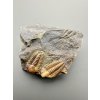 Trilobit Ellipsocephalus hoffi – Jince, CZ