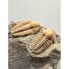Trilobit Ellipsocephalus hoffi – Jince, CZ