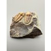 Trilobit Ellipsocephalus hoffi – Jince, CZ